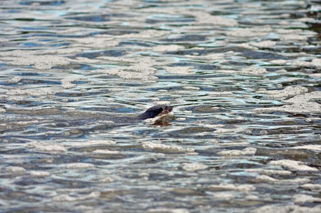 04 01 17_5178_edited-1.JPG - OTTER(S) AT RIVER STOUR, BLANDFORD FORUM, DORSET - JAN 2017 - AT THE WEIR